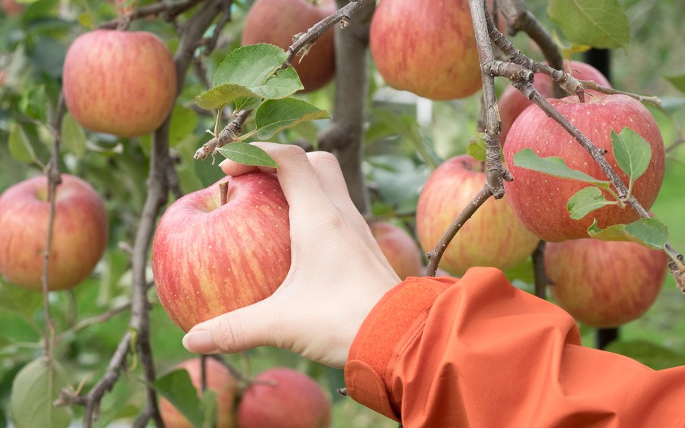 🍎 노다 사과농원 (노다 린고엔)